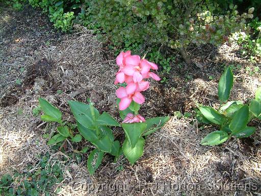 Mulch Around canna 